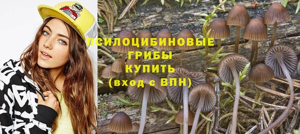 стаф Аркадак