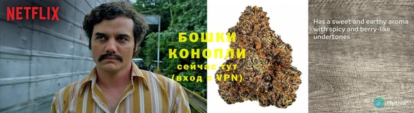 стаф Аркадак